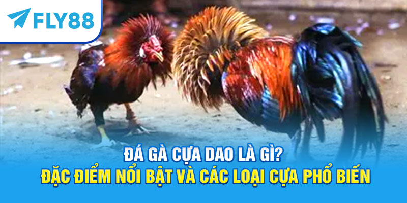 Đá Gà Cựa Dao – Kinh Nghiệm Và Luật Chơi Mới 2025 7 Đá gà cựa dao là gì?