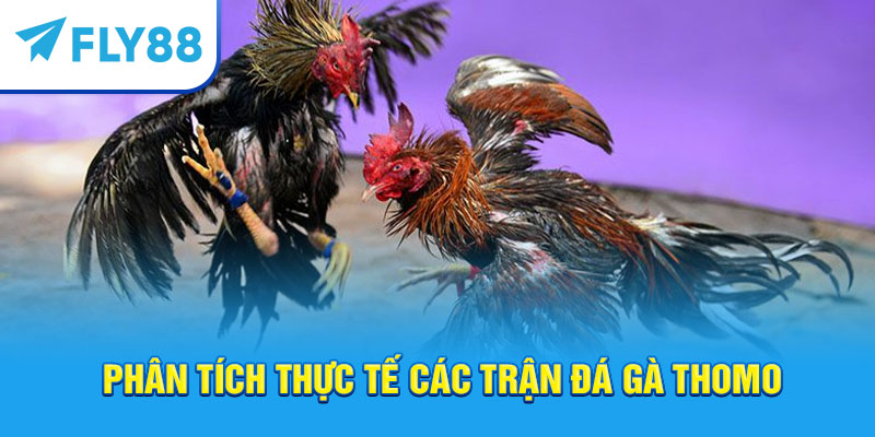 Fly88 – Trang Cá Cược Đá Gà Thomo Trực Tuyến Uy Tín Tốt Nhất 2025 4 Fly88 – Trang cá cược đá gà Thomo trực tuyến uy tín